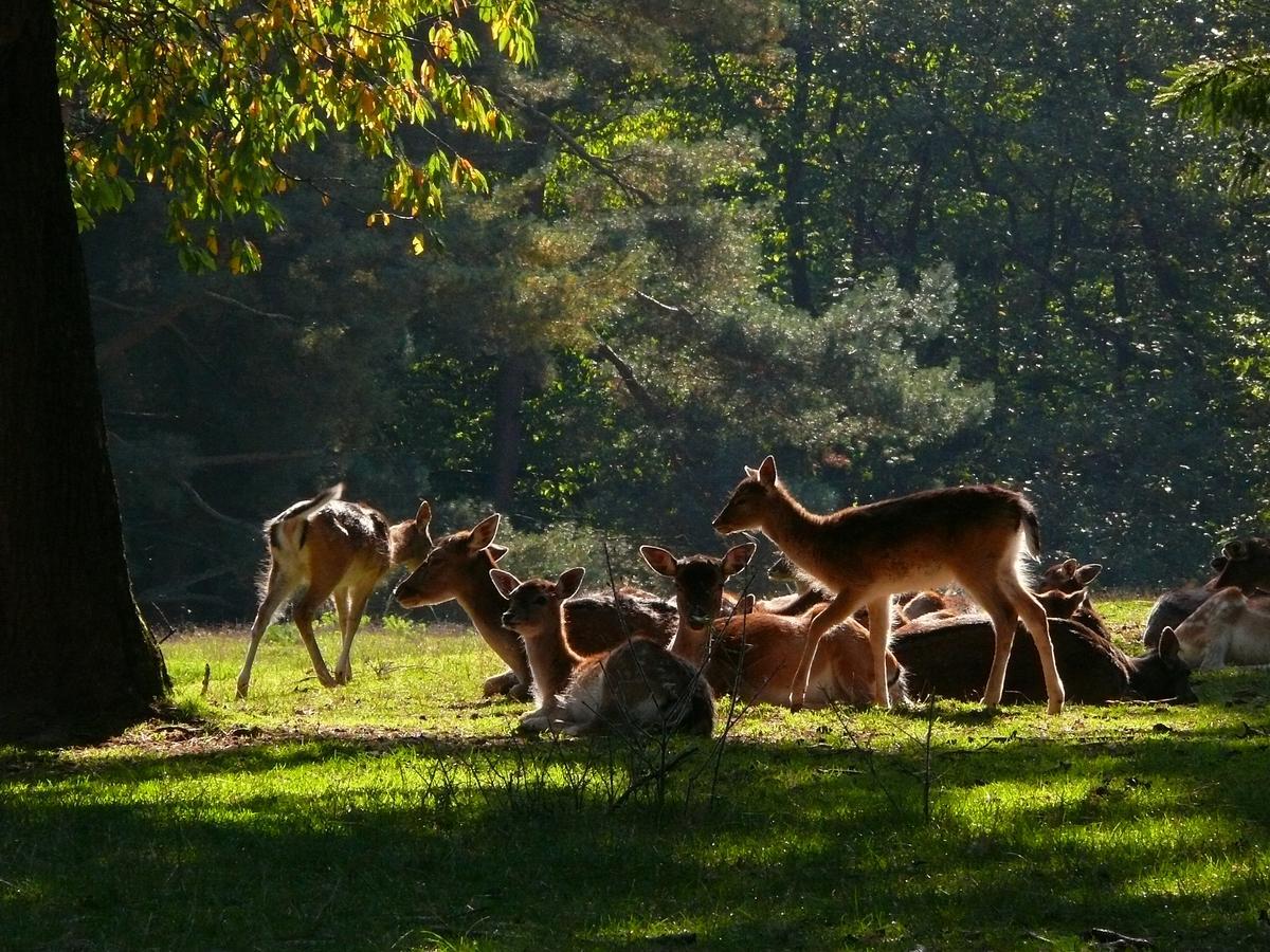 ホテル Blick Zum Maimont Ludwigswinkel エクステリア 写真
