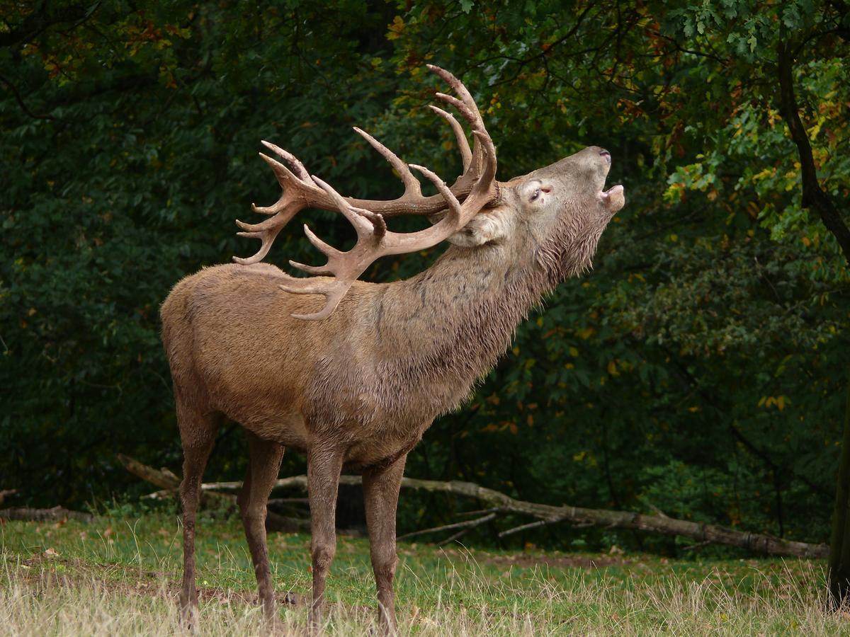 ホテル Blick Zum Maimont Ludwigswinkel エクステリア 写真