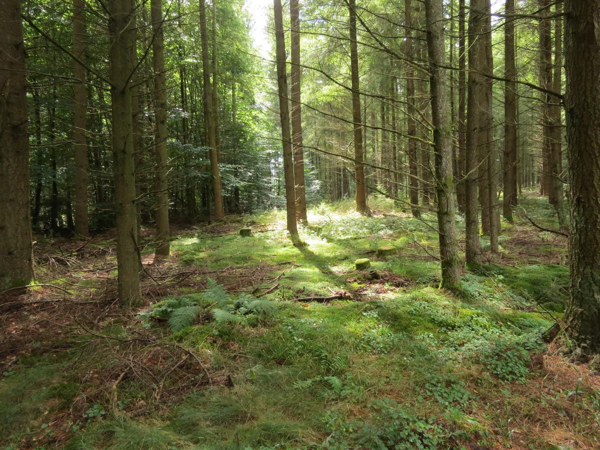 ホテル Blick Zum Maimont Ludwigswinkel エクステリア 写真